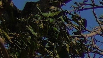 El gobierno de Cuba evacuó a 700,000 personas.