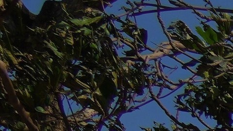 El gobierno de Cuba evacuó a 700,000 personas.