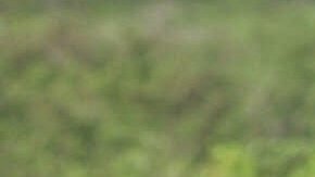 Presencia militar en Vieques, Puerto Rico, y protestas