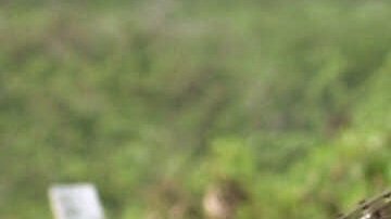 Presencia militar en Vieques, Puerto Rico, y protestas