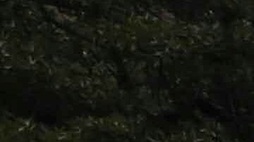 También se reportaron detonaciones y persecuciones vinculadas al tráfico de migrantes.