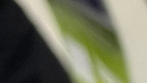 Asesinaron a exlanzador de la LVBP tras un robo en Venezuela