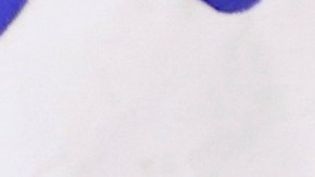 Zohran Mamdani junto a su esposa Rama Duwaji al ganar las primarias demócratas en NYC en  junio 2025.