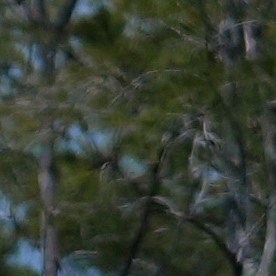 A finales de octubre arrestaron al anciano y lo trasladaron en un viaje de ocho horas a 'Alligator Alcatraz'.