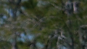 A finales de octubre arrestaron al anciano y lo trasladaron en un viaje de ocho horas a 'Alligator Alcatraz'.