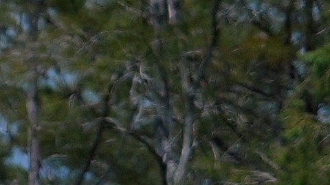 A finales de octubre arrestaron al anciano y lo trasladaron en un viaje de ocho horas a 'Alligator Alcatraz'.