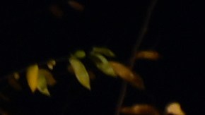 Un mensaje del Centro Nacional de Derecho de la Mujer sobre el anuncio del gobierno de Trump de restablecer solo la mitad de la financiación de los beneficios del SNAP.