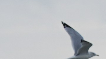 Nevada en Chicago, Illinois