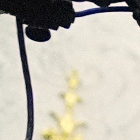 Trump dio un discurso antes de firmar eo proyecto de ley que abre oficialmente el Gobierno.