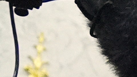 Trump dio un discurso antes de firmar eo proyecto de ley que abre oficialmente el Gobierno.