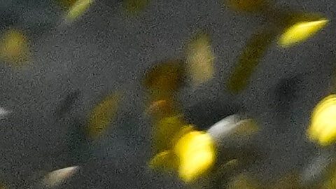 Flamengo conquistó su cuarta Copa Libertadores gracias a un gol de Danilo