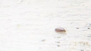 El salmón, los frutos secos y aceite de oliva doblan la grasa buena del aguacate.