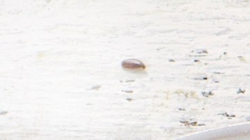 El salmón, los frutos secos y aceite de oliva doblan la grasa buena del aguacate.