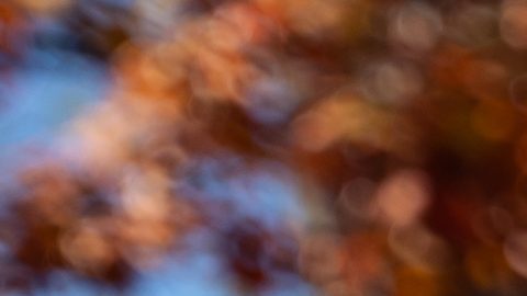 Benson Kipruto celebra su victoria en la categoría élite masculina del Maratón de la Ciudad de Nueva York.