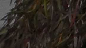 Elon Musk lanzó una fuerte respuesta en contra de Billie Eilish.