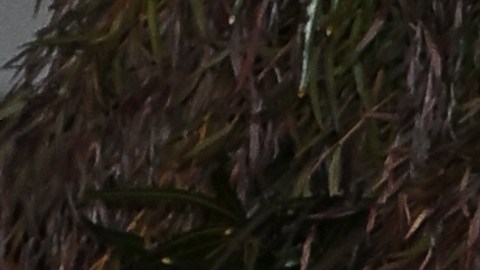 Elon Musk lanzó una fuerte respuesta en contra de Billie Eilish.