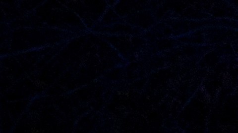 Bluebonnets by Mandylights shot by Jeremy Weine