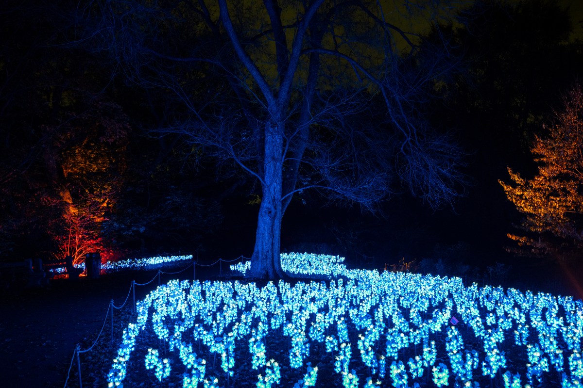 Agenda de eventos: qué hacer en Nueva York del 20 al 26 de noviembre