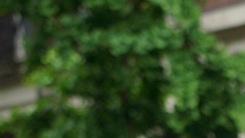 Carmen De La Rosa retira su candidatura a la presidencia del Concejo Municipal de Nueva York: respalda a Crystal Hudson