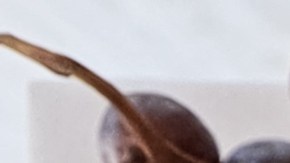 Target ofrece una experiencia a bajo costo de la Cena de Acción de Gracias y la decoración para ese día especial.