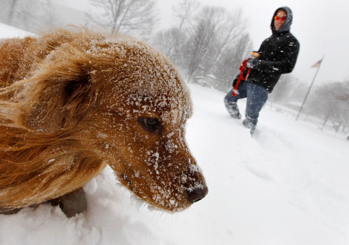 Cómo proteger a tu mascota del frío: consejos para un invierno seguro