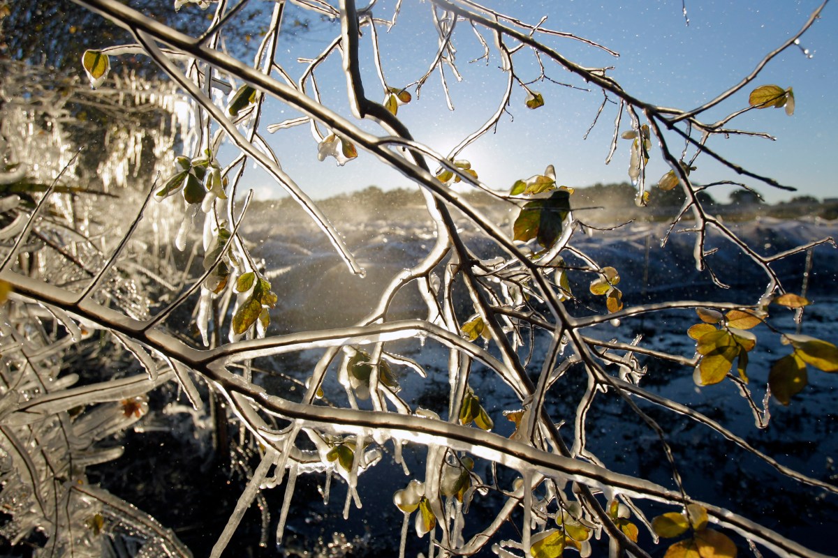 Florida registró la temperatura más baja en 112 años: la ola de frío más intensa del siglo