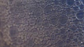 La guía destacó la excelencia en la cocina asiática de lujo de Nueva York.