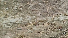 La FAO reveló que los desastres naturales han provocado pérdidas equivalentes a unos $99,000 millones anuales entre 1991 y 2023.