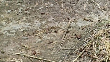 La FAO reveló que los desastres naturales han provocado pérdidas equivalentes a unos $99,000 millones anuales entre 1991 y 2023.