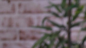 La representante de Jamaica sufrió una aparatosa caída en el Miss Universe 2025.