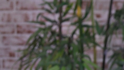 La representante de Jamaica sufrió una aparatosa caída en el Miss Universe 2025.