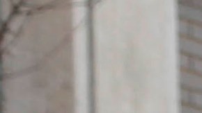 Autobús escolar NYC