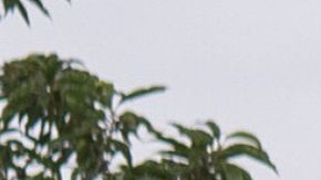 Algunos de los niños tenía circular amarillo de Interpol.