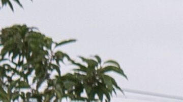 Algunos de los niños tenía circular amarillo de Interpol.