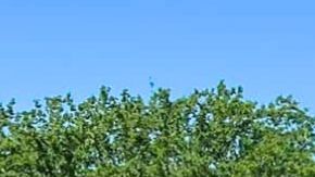 La Operación Guardian que se llevó a cabo el 28 y 29 de octubre.