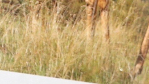 Raúl de Molina, presentador del programa El Gordo y la Flaca, habló del divorcio de Angélica Vale.