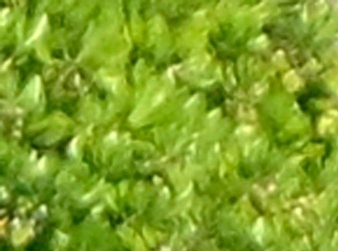 Sydney Sweeney comparte con Braun su mansión en Florida.