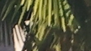 Sydney Sweeney y Scooter Braun comenzaron su relación hace poco.