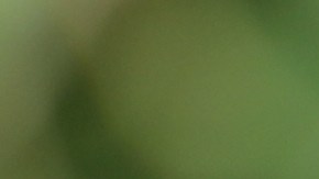 Una chef explica cómo refrigerar los tomates puede cambiar su textura, sabor y aroma.