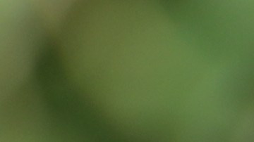 Una chef explica cómo refrigerar los tomates puede cambiar su textura, sabor y aroma.