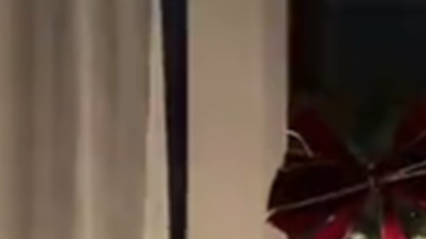 El Empire State se convirtió en la “punta” del árbol de Navidad de una pareja en Nueva York: se volvió viral