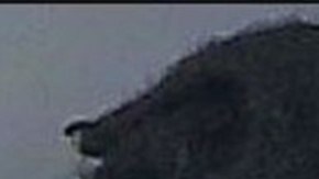 White, autor intelectual, Robinson, autor material y Woods, implicado en el crimen.