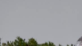 El presidente estadounidense, Donald Trump (centro), indulta a un pavo llamado Gobble mientras la primera dama, Melania Trump (derecha), observa en el jardín de rosas de la Casa Blanca en Washington, D.C., EE. UU., el 25 de noviembre de 2025.