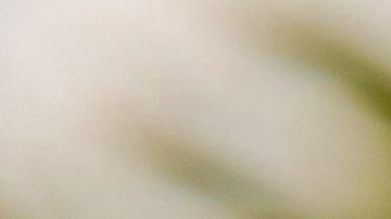 Con dos ingredientes que tiene en casa puedes hacer un ambientador natural.