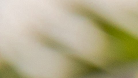 Con dos ingredientes que tiene en casa puedes hacer un ambientador natural.