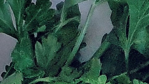 La combinación de piña, perejil y chía es poderosa para combatir el extreñimiento.