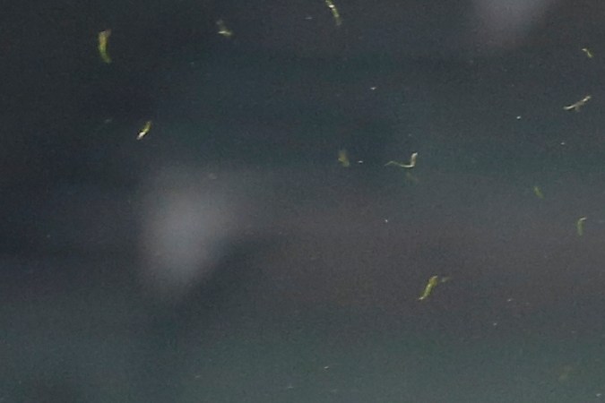 Eduardo Guerrero, del Maccabi Tel-Aviv, a la izquierda, es desafiado por Kevin Medina, del Qarabag.