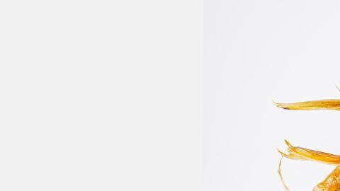 El pescado fue vendido en la sede de la empresa, ubicada en el Bronx.