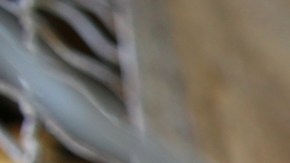 Cierre de gobierno: miles de familias sin poder alimentar a sus mascotas y refugios temen que aumenten los abandonos