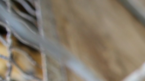 Cierre de gobierno: miles de familias sin poder alimentar a sus mascotas y refugios temen que aumenten los abandonos